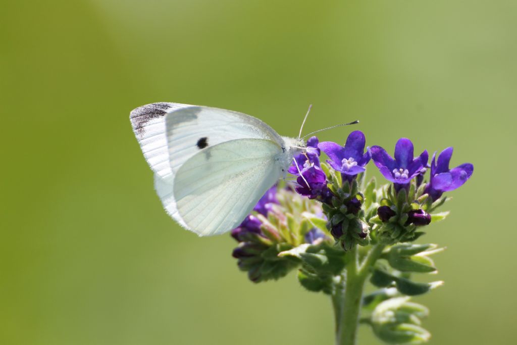 Pieris rapae?